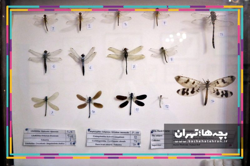 موزه حیات وحش هفت چنار
