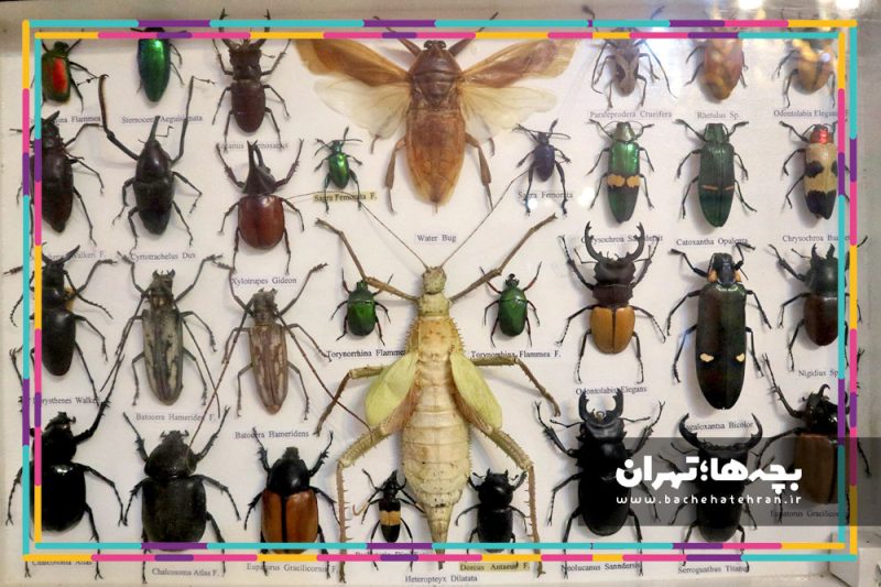 موزه حیات وحش هفت چنار