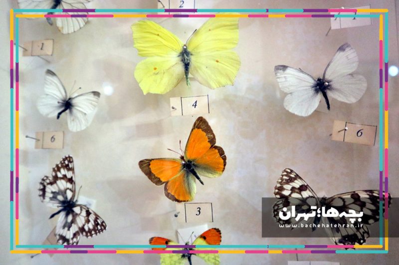 موزه حیات وحش هفت چنار
