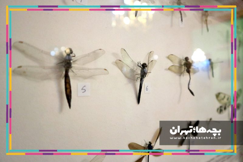 موزه حیات وحش هفت چنار