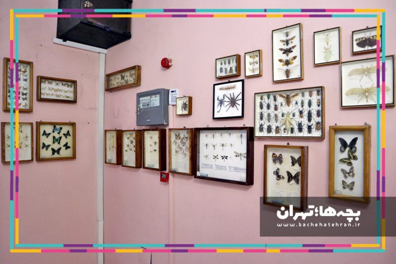 موزه حیات وحش هفت چنار