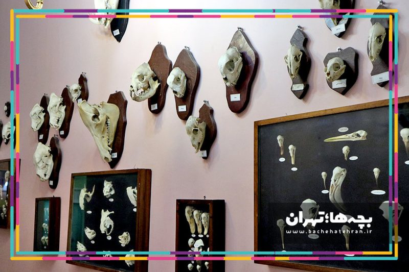 موزه حیات وحش هفت چنار