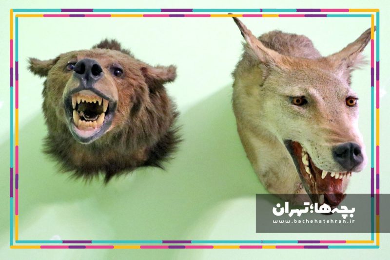 موزه حیات وحش هفت چنار