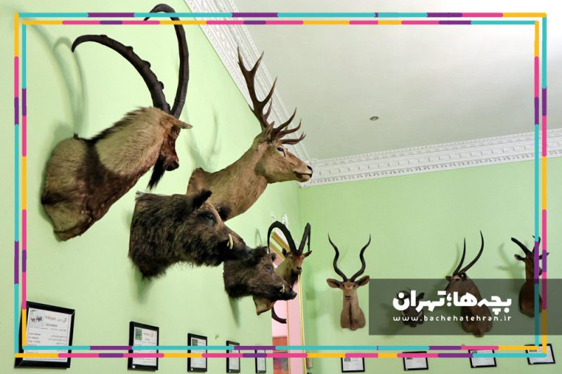 موزه حیات وحش هفت چنار