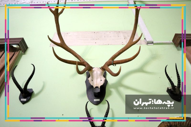 موزه حیات وحش هفت چنار