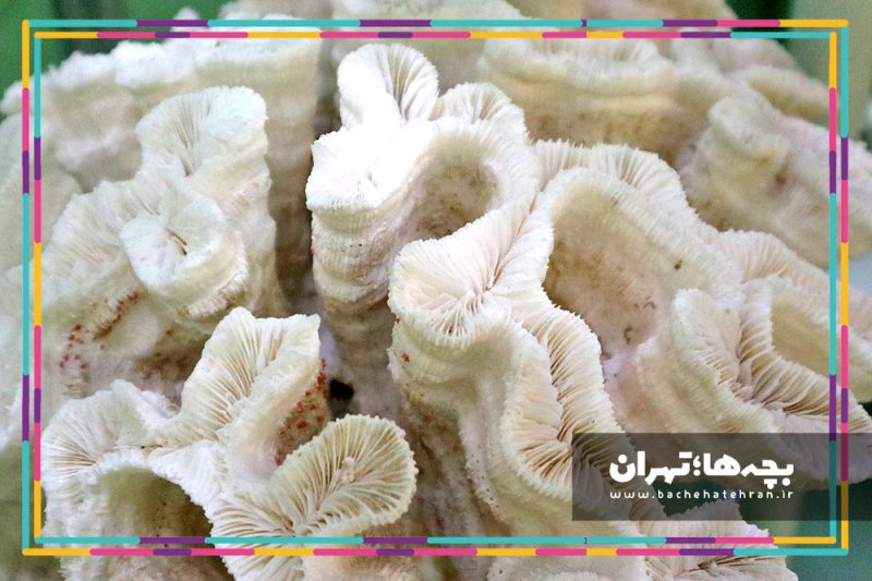 موزه حیات وحش هفت چنار