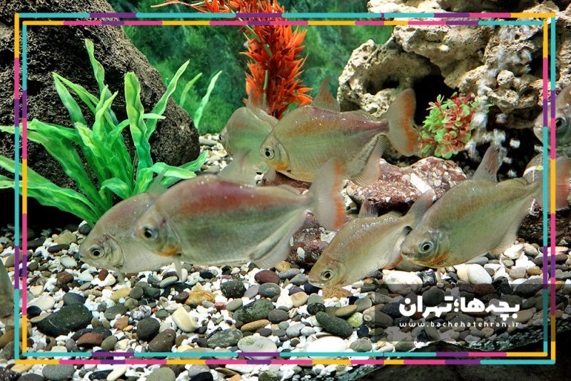 موزه حیات وحش هفت چنار