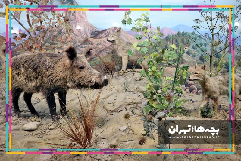 موزه حیات وحش هفت چنار