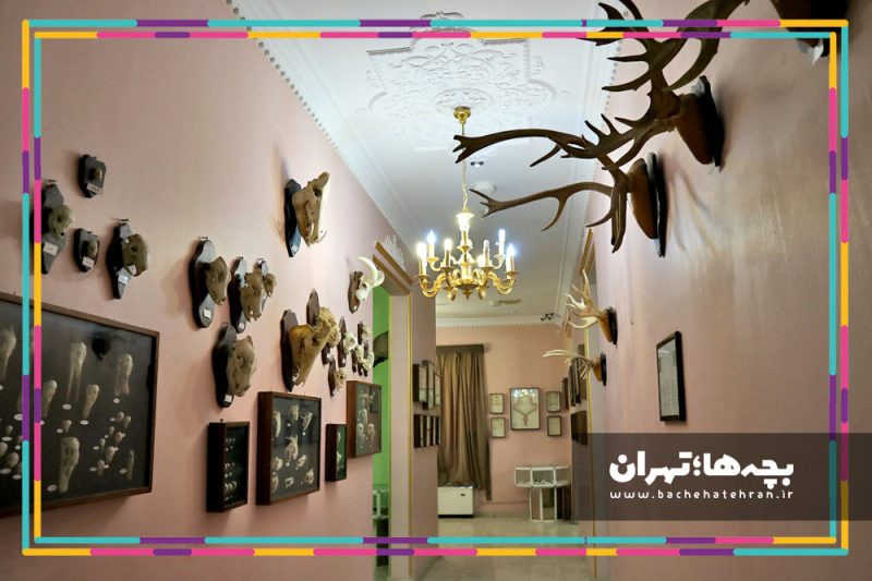 موزه حیات وحش هفت چنار
