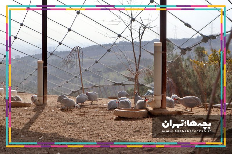 باغ پرندگان تهران