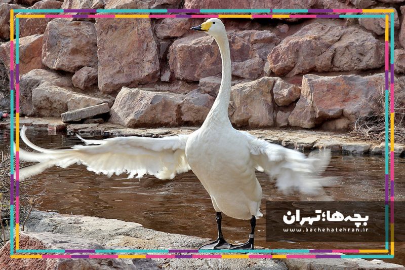 باغ پرندگان تهران