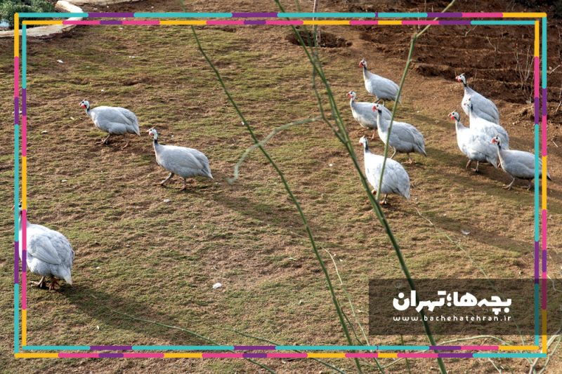 باغ پرندگان تهران