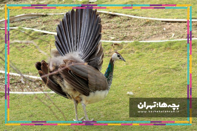 باغ پرندگان تهران