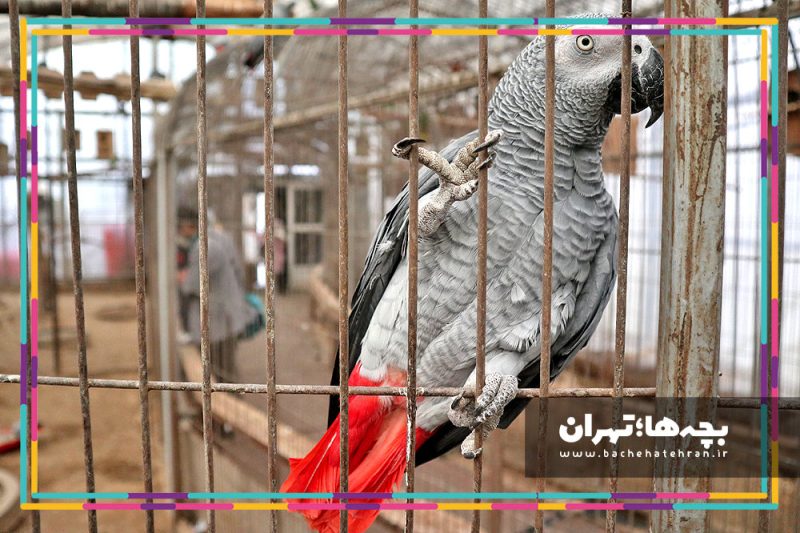 باغ پرندگان تهران