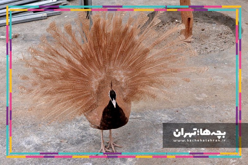 باغ پرندگان تهران