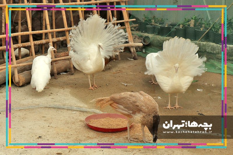 باغ پرندگان تهران