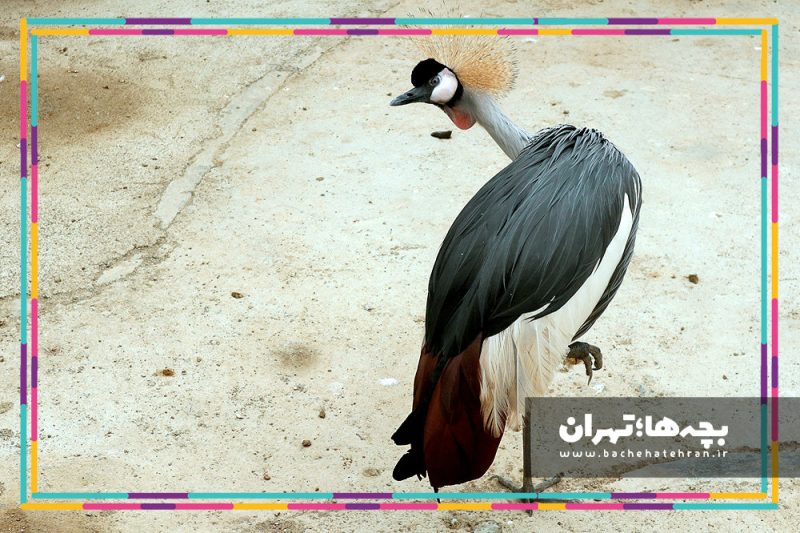 باغ پرندگان تهران