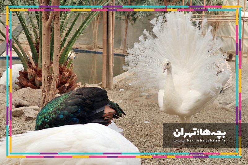باغ پرندگان تهران