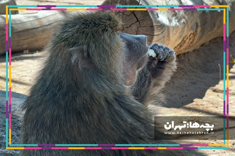 باغ وحش پارک ارم