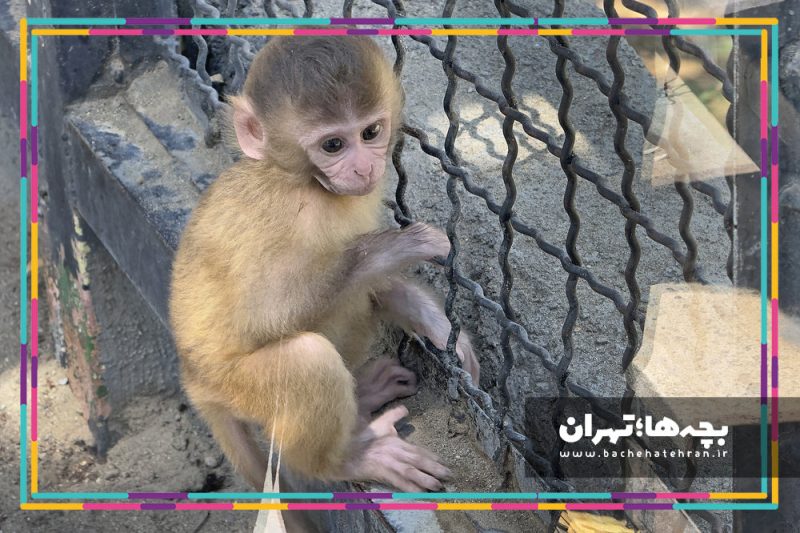 باغ وحش پارک ارم