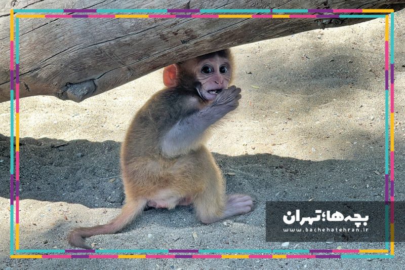 باغ وحش پارک ارم