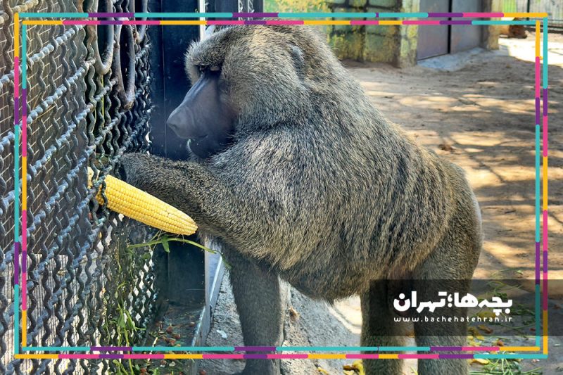 باغ وحش پارک ارم