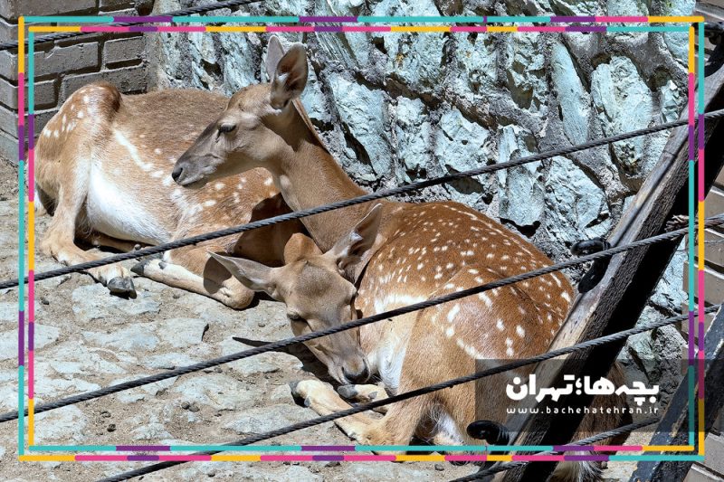 باغ وحش پارک ارم