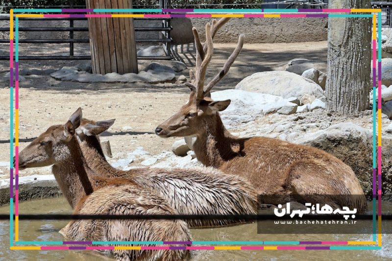 باغ وحش پارک ارم