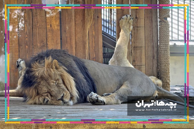 باغ وحش پارک ارم