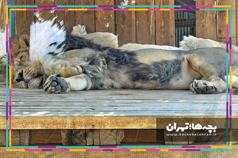 باغ وحش پارک ارم