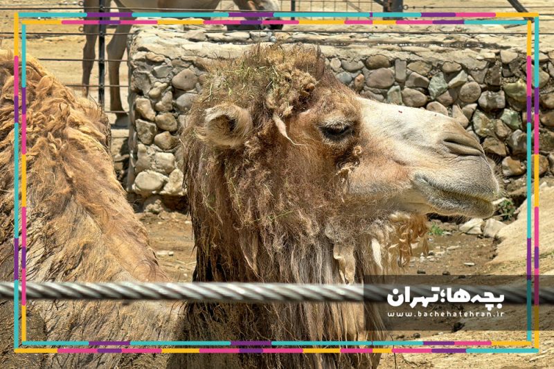 باغ وحش پارک ارم