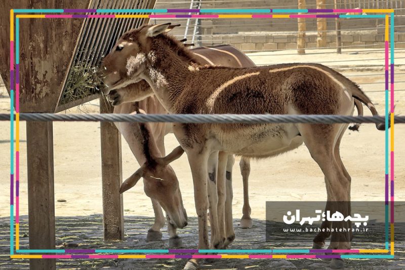 باغ وحش پارک ارم
