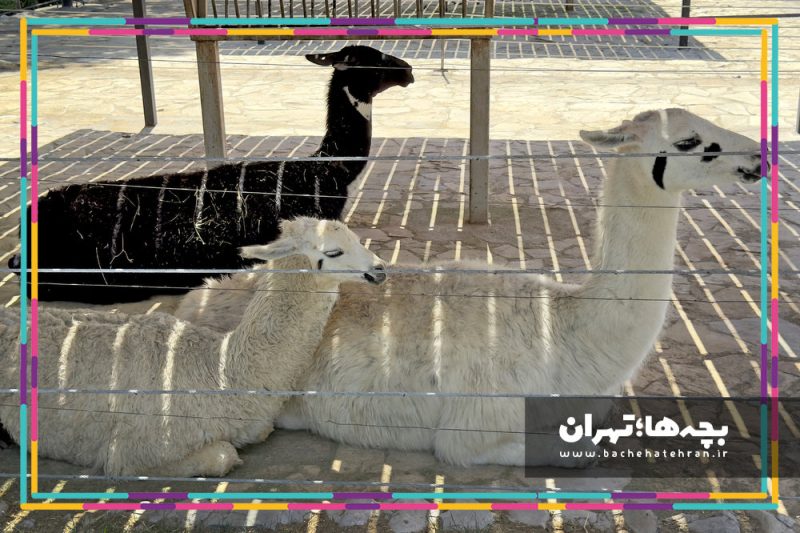 باغ وحش پارک ارم