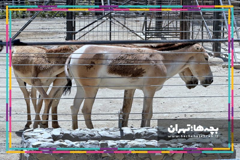 باغ وحش پارک ارم