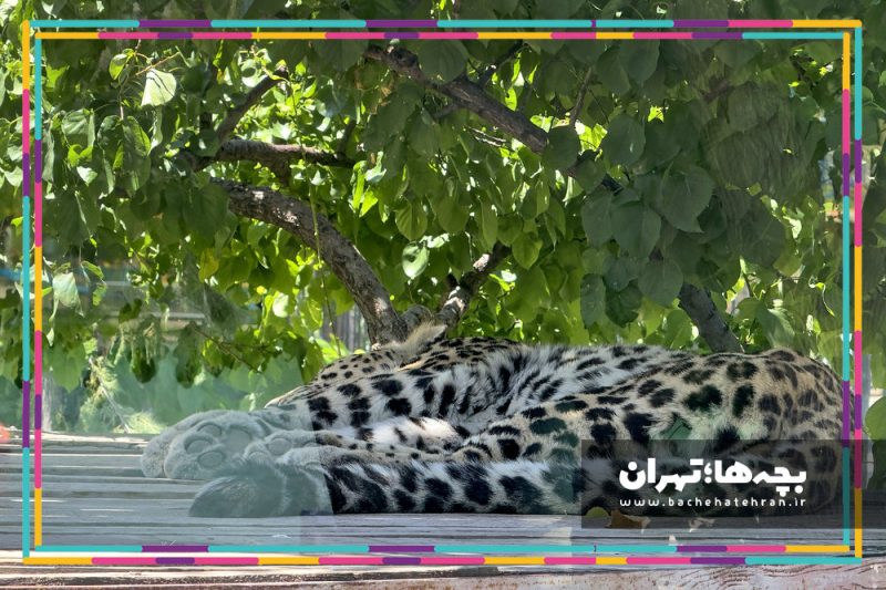 باغ وحش پارک ارم