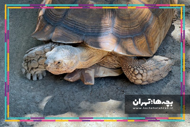 باغ وحش پارک ارم