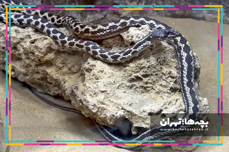 باغ وحش پارک ارم