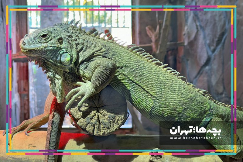 باغ وحش پارک ارم