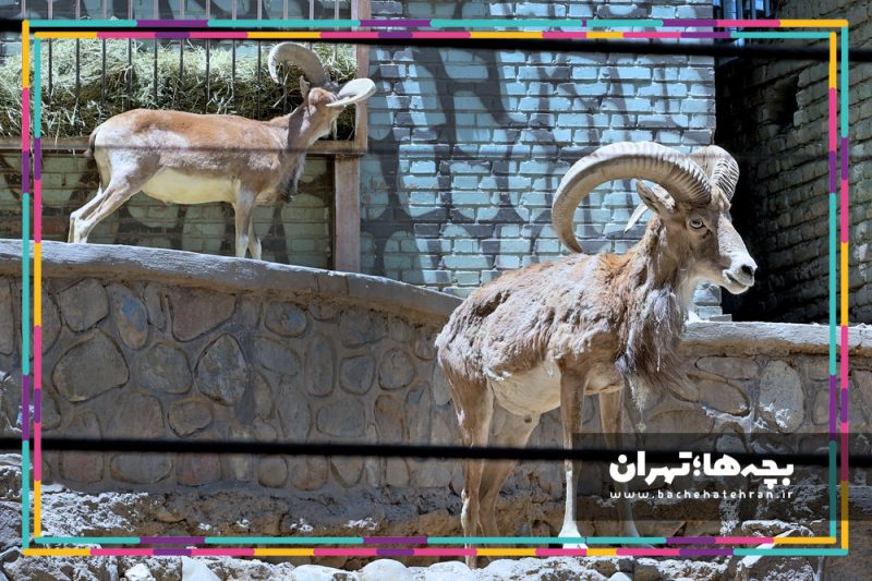 باغ وحش پارک ارم
