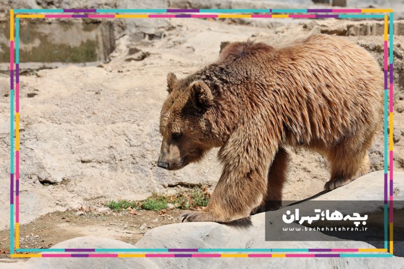باغ وحش پارک ارم
