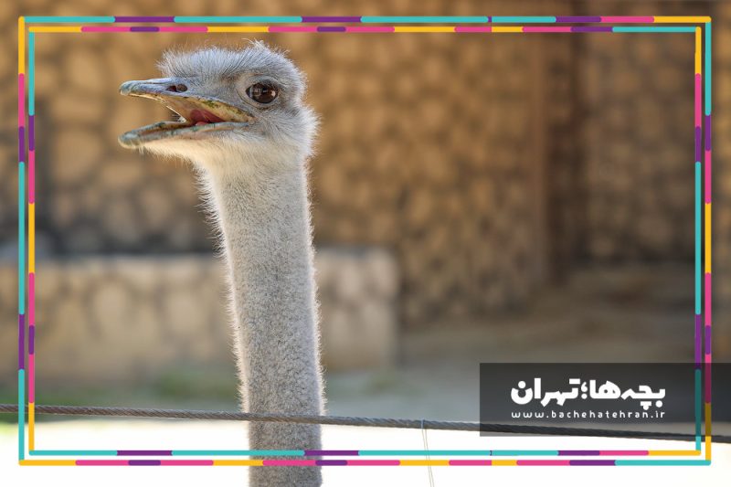 باغ وحش پارک ارم