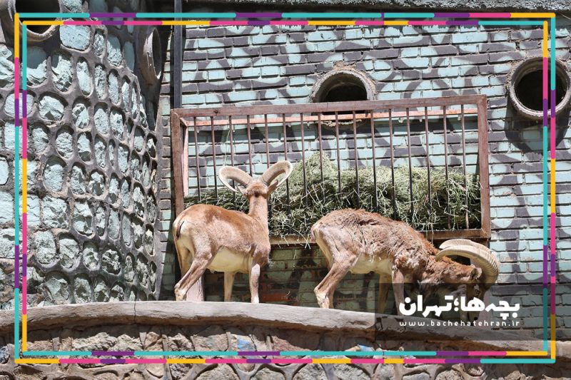 باغ وحش پارک ارم