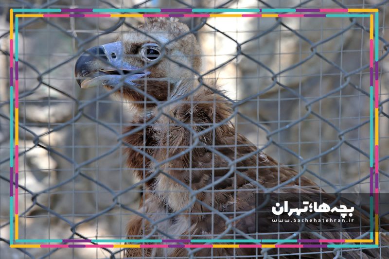 باغ وحش پارک ارم