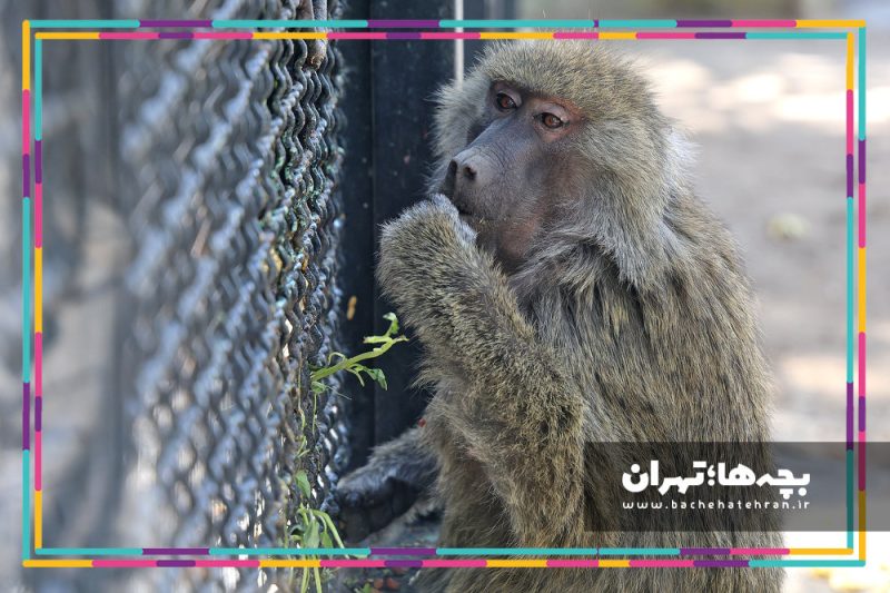 باغ وحش پارک ارم