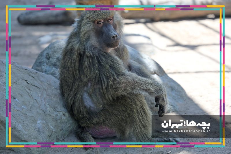 باغ وحش پارک ارم