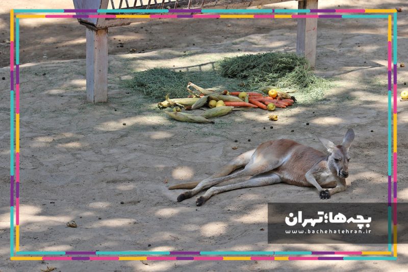 باغ وحش پارک ارم