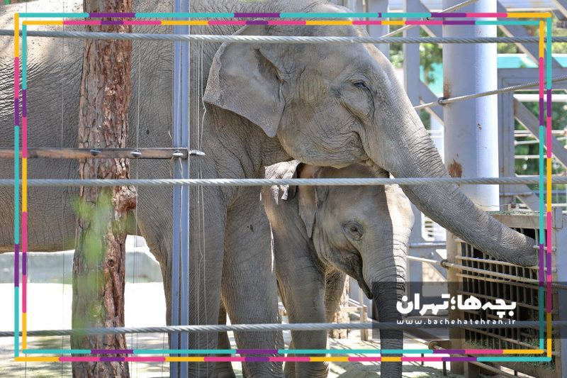 باغ وحش پارک ارم