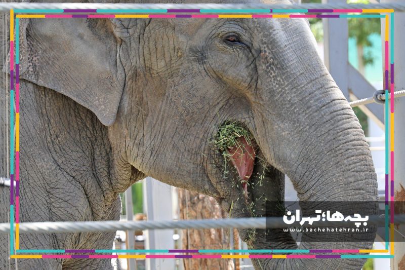 باغ وحش پارک ارم